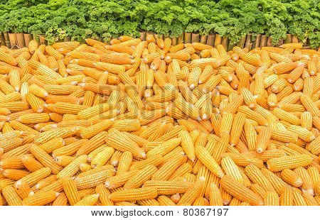 Dry Corn