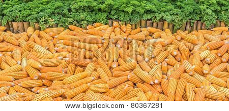 Image Of Dry Corn For Background Usage