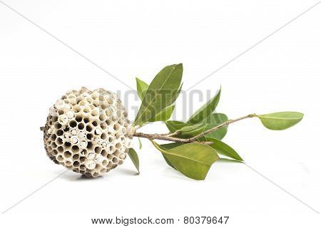 Wasp nest on tree branch