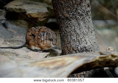South African Elephant Shrew