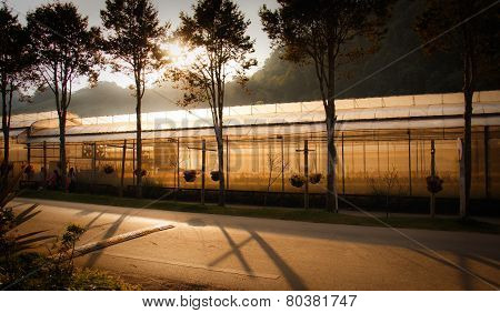 Shadow