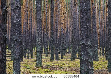 Old Pine Trees