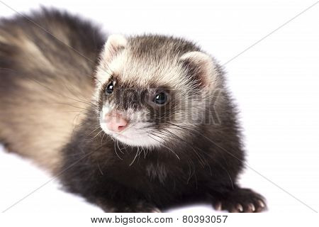 Beautiful ferret