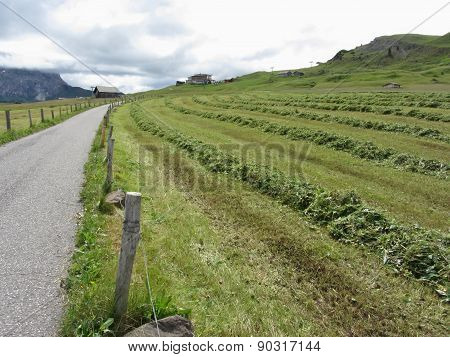 Alpine Pasture With Piles Of Grass Clippings