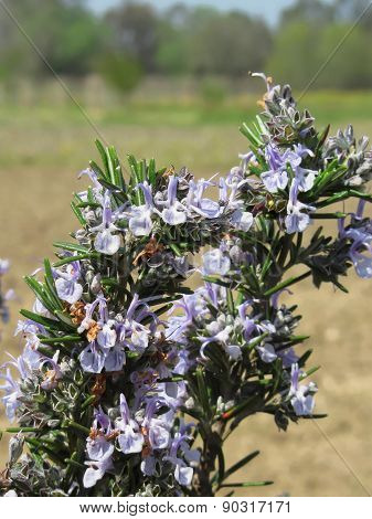 Rosemary Plant With Flowers