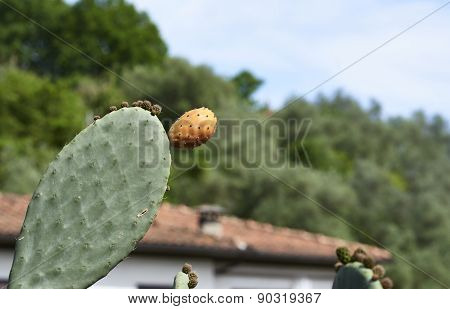 Opuntia Ficus