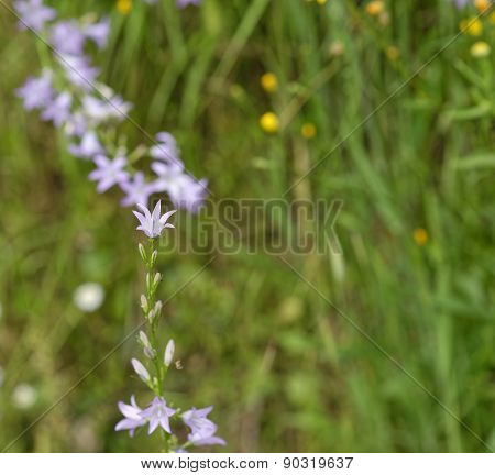 Campanula Rotundifolia