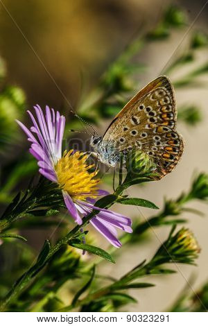 Beautiful butterfly sitting on a flower