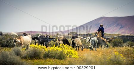 Goats, pasturing on a beautiful mountainous meadow with the shepherd