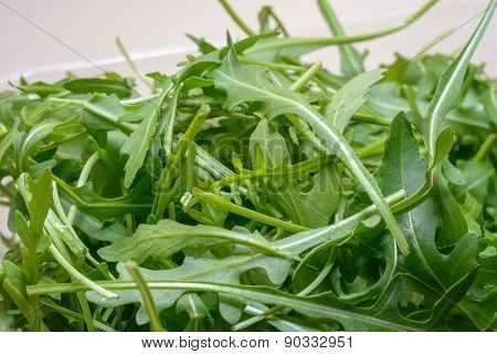 Rucola