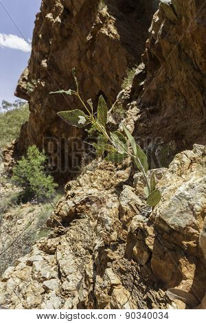 Alice Springs In Northern Territory, Australia