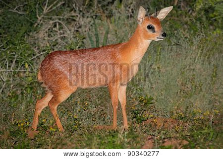 A rare Cape grysbok antelope (Raphicerus melanotis), South Africa