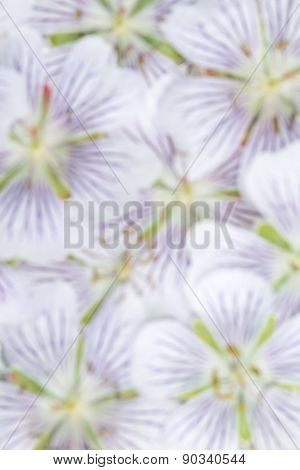 Blurred background of white flowers