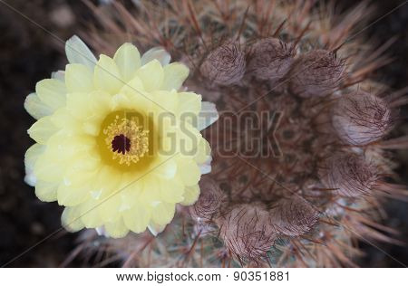 Notocactus Mammulosus Yellow Cactus Flower