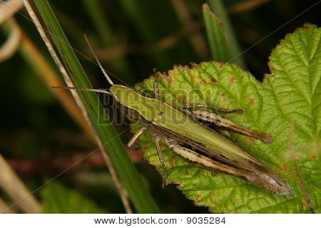 Pole kobylka (Saranče apricarius)