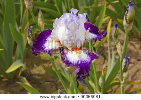 Iris Field In Keizer Oregon.