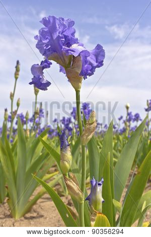Iris Field In Keizer Oregon.