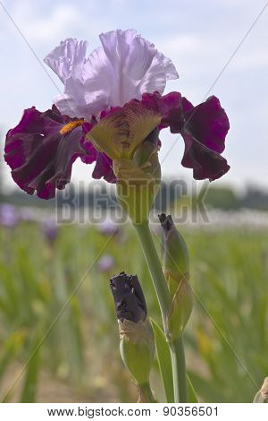 Iris Field In Keizer Oregon.