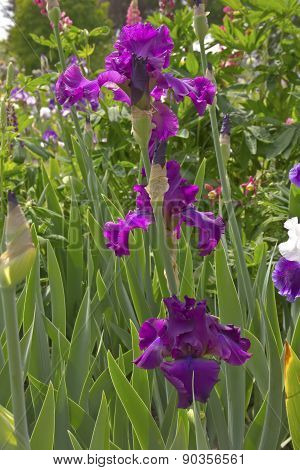 Iris Field In Keizer Oregon.