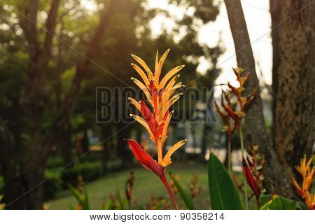Bird Of Paradise Flower With Sunlight