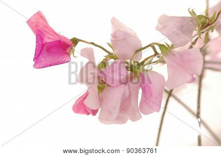Sweet peas flower