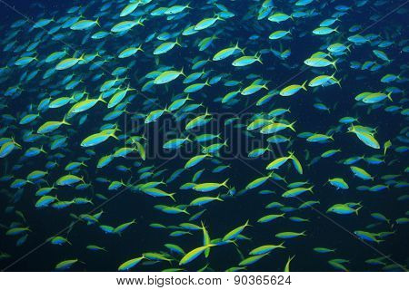 Yellowback Fusilier fish