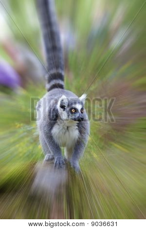 Lemur