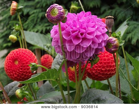 Dalias no jardim de Verão