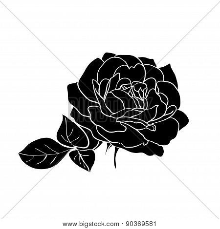 Silhouette Of Rose