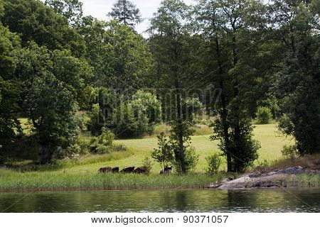 grazing cows