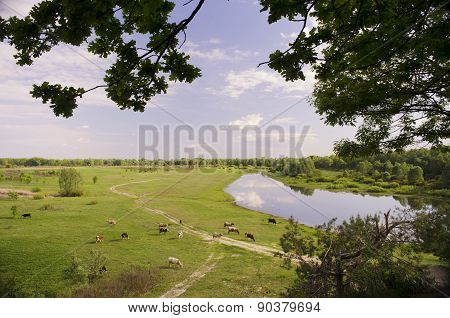 Cows on a green summer meadow