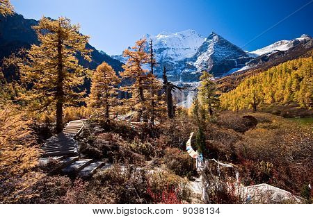 atumn forest in yading