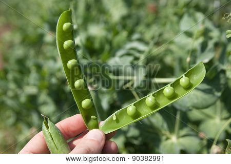Opened Pea Pod
