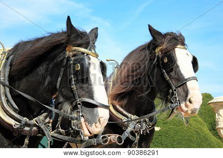 Shire horses