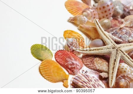 nice shells