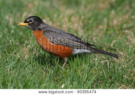 American Robin (turdus Migratorius)