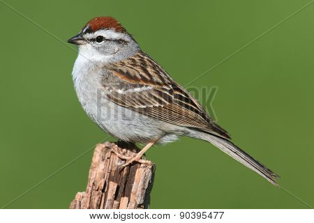 Sparrow On A Perch With A Colorful Background