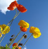 Amapola en el sol