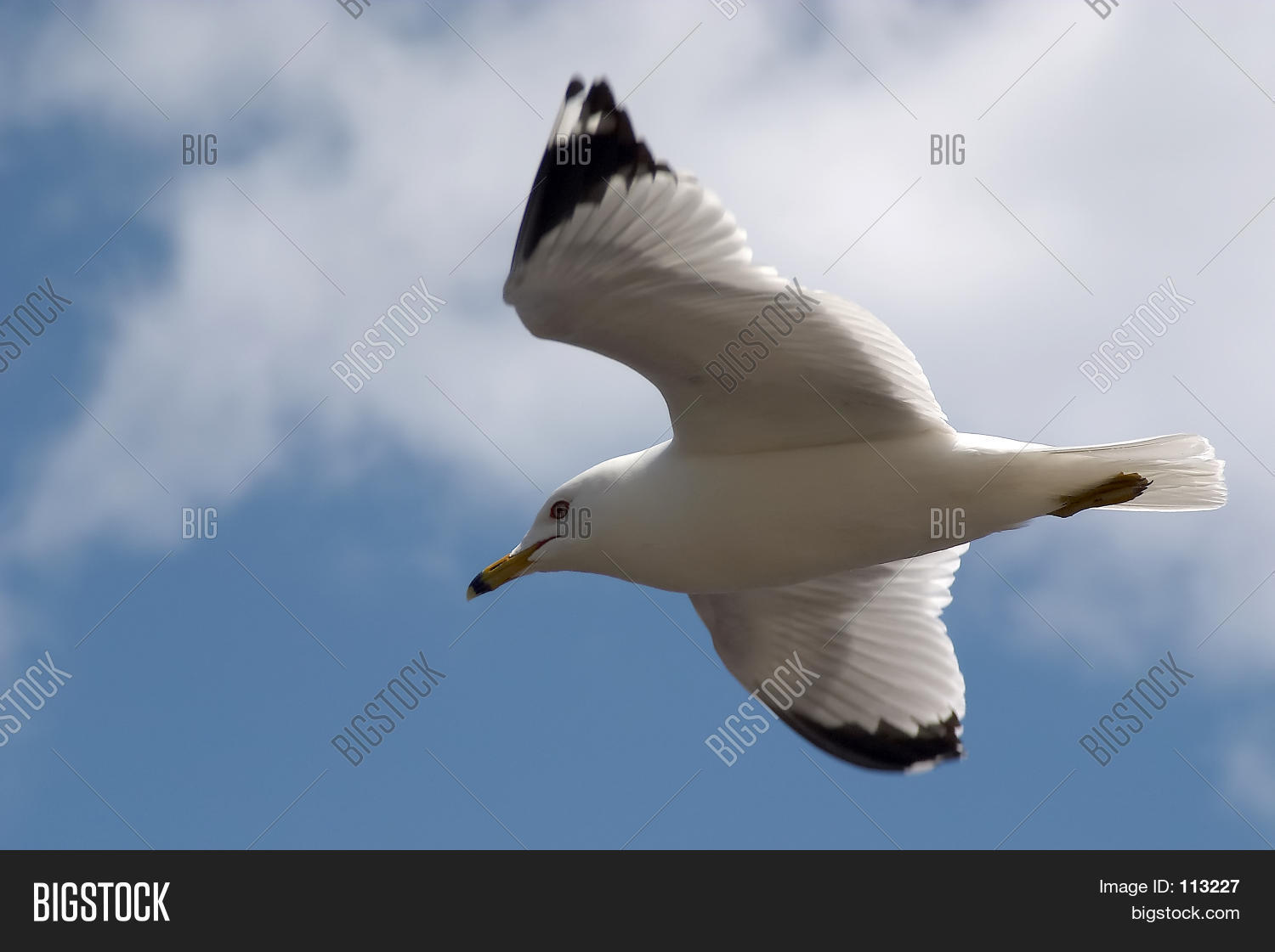 Image Preview