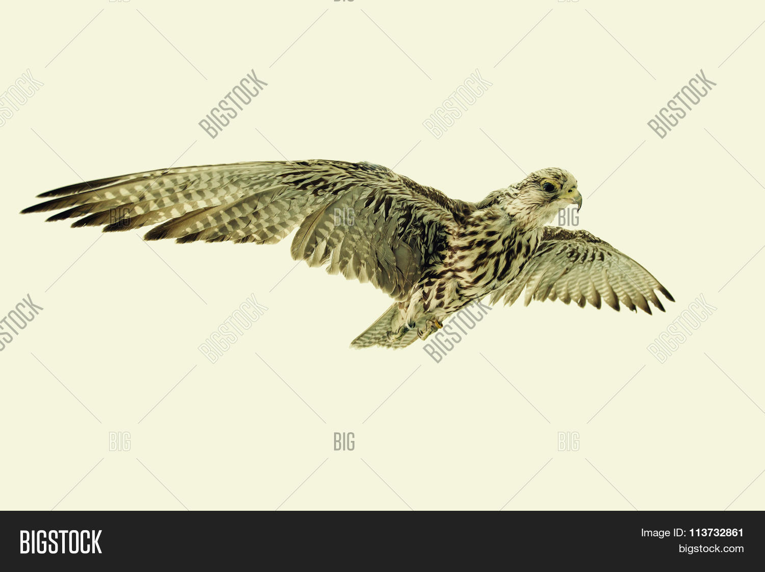 Saker Falcon Flight Image Photo Free Trial Bigstock