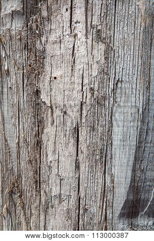 Tree bark background