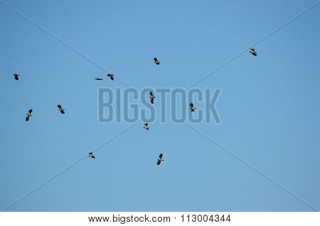 Birds in a clear blue sky
