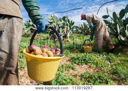 Harvest Time