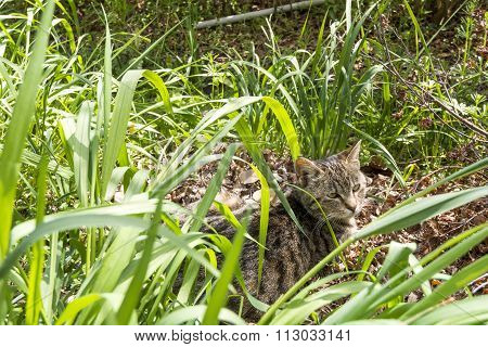 Catloaf in tussock