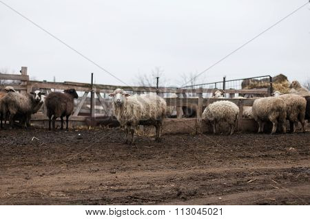 a flock of sheep on a farm