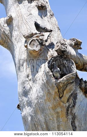 Australian Nesting Pigeon
