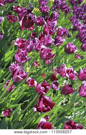 Violet Tulips