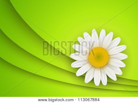 Green Background with white chamomile flower, vector illustration