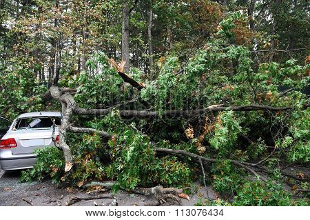 car damaged by fallen tree during storm