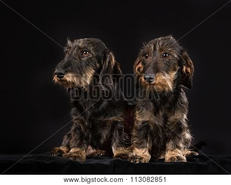 Two Wirehaired Dachshund Dogs